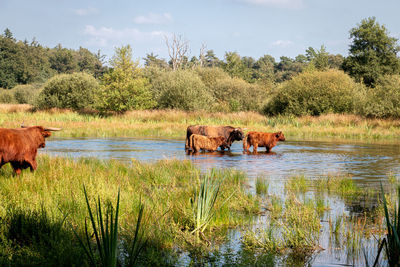 Horse in a lake