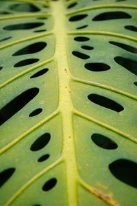 Full frame shot of leaf