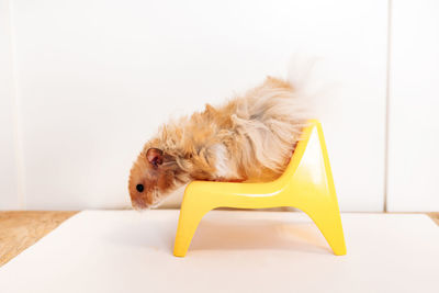 Close-up of a dog lying on floor