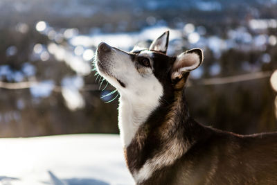 Close-up of a dog looking away