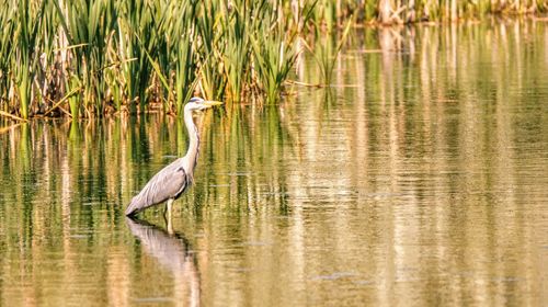 View of a bird in lake