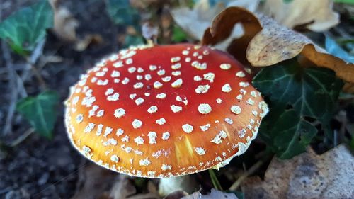 Close-up of fly agaric mushroom