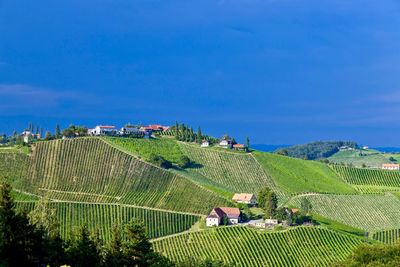 Scenic view of agricultural field against sky