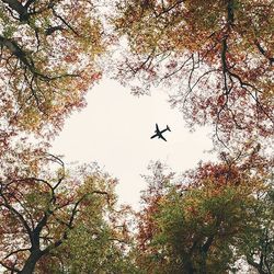 Low angle view of tree