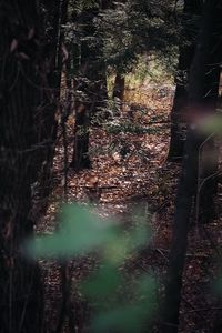 Sunlight falling on trees in forest