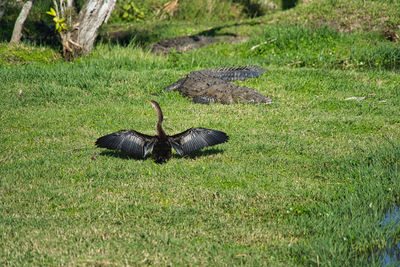 Black bird on a land