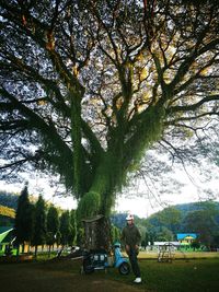 Trees in park against sky