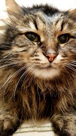 Close-up portrait of a cat