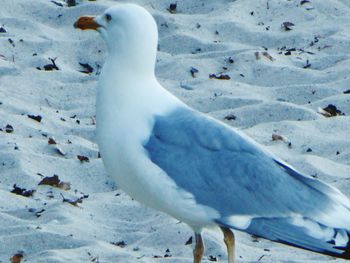 Close-up of seagull on snow land