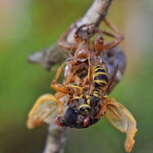 Close-up of insect on leaf