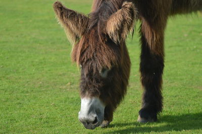 Close-up of horse grazing on field