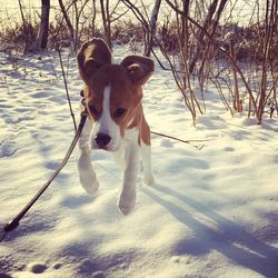 Portrait of dog on snow