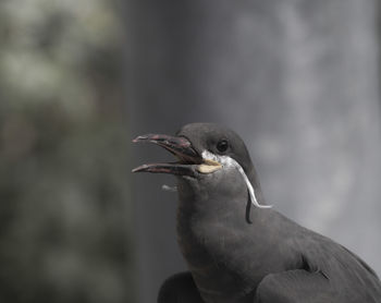 Close-up of bird perching outdoors