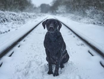 Dog on snow