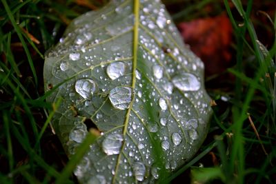 Close-up of water drops on leaf