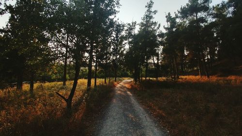 Road passing through forest