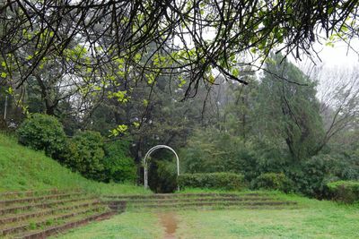 Trees growing on landscape