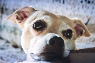 Close-up portrait of dog resting