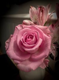 Close-up of pink rose