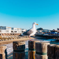 Seagull perching on wooden post against clear blue sky