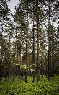 Pine trees in forest