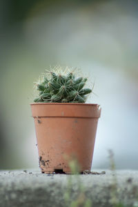 Close-up of potted plant