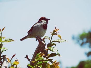 Low angle view of bird perching on branch against sky