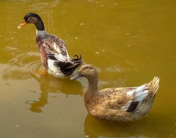 Duck swimming in lake