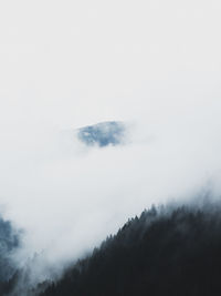 Low angle view of trees against sky