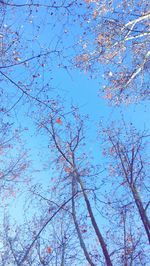 Low angle view of bare trees against blue sky
