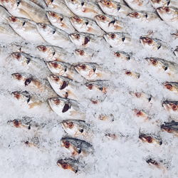 Full frame shot of fish for sale in market