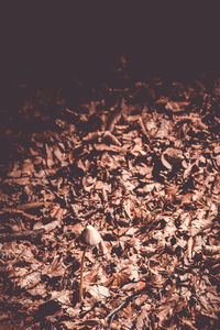 Close-up of dry autumn leaves on field
