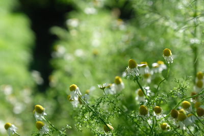 Close-up of yellow flowering plant