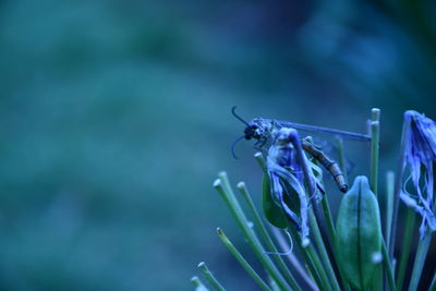 Close-up of insect on purple flower