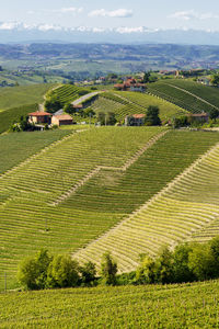 Scenic view of agricultural field