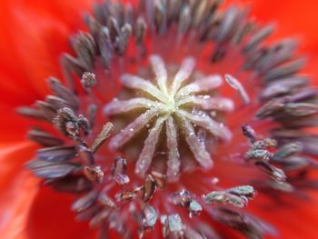 Extreme close-up of red flower