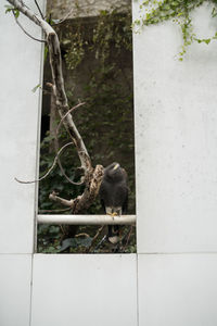 View of monkey on wall