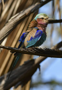 Low angle view of lilac-breasted roller perching on branch