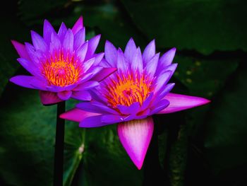 Close-up of water lily blooming outdoors