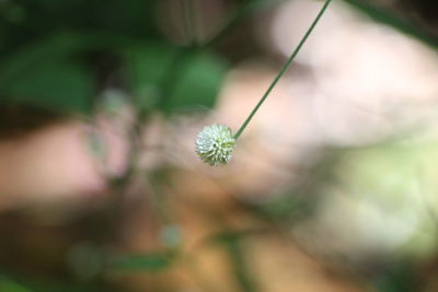 Close-up of flowers against blurred background