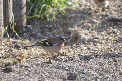 Close-up of bird perching on a field