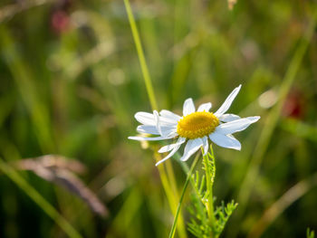 Close-up of white daisy flower