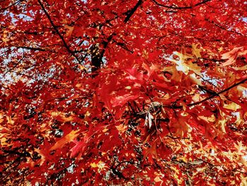 Close-up of insect on tree during autumn