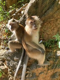 Monkeys  looking away on tree