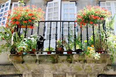 Potted plants on the wall