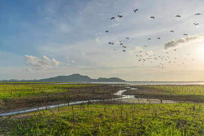 Birds flying over field against sky