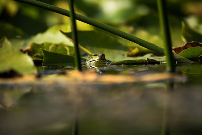 Close-up of grasshopper on water