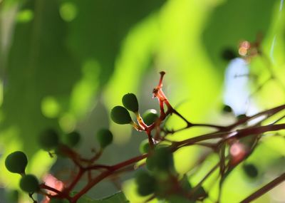 Close-up of plant