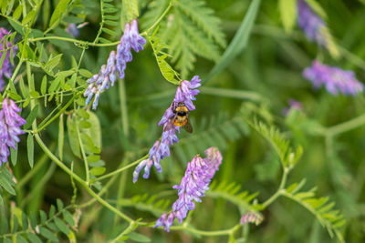 Close-up of bee on purple flowering plant