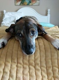 Portrait of dog resting on bed at home